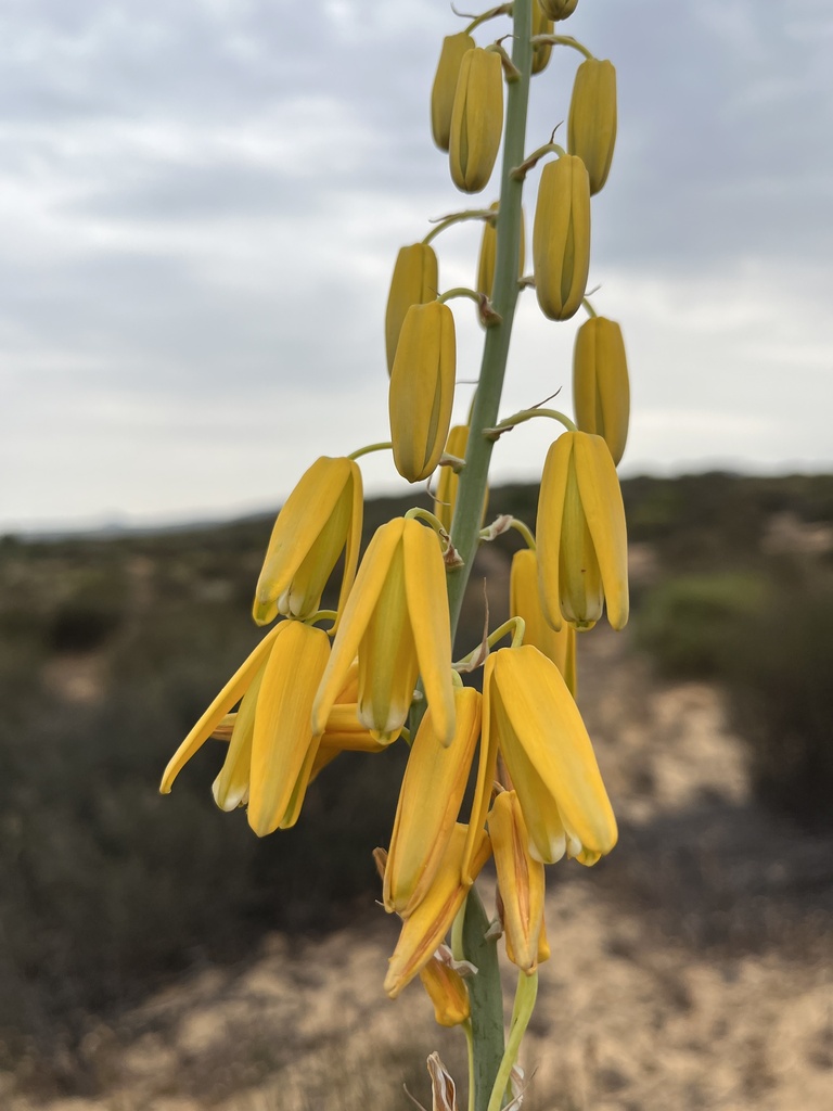 Albuca clanwilliamae-gloria, West Coast District Municipality, South Africa