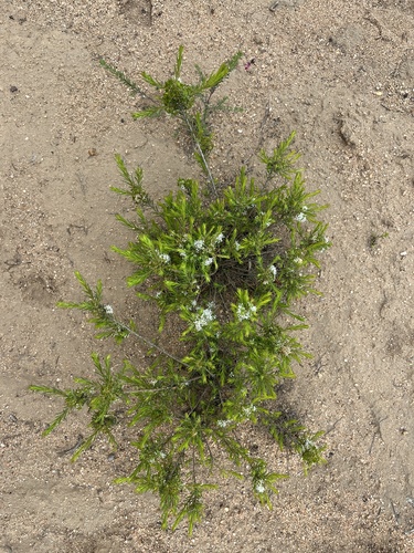 Steenbuck Buchu (Agathosma bisulca)