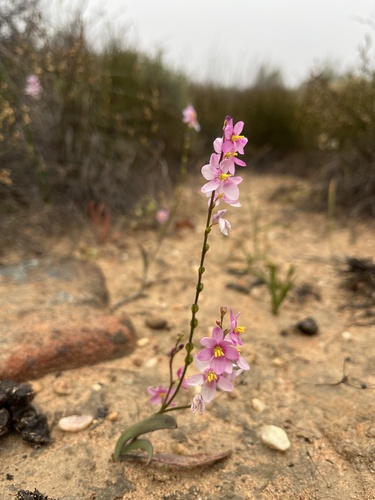 Agretjie Kalossie (Ixia scillaris)