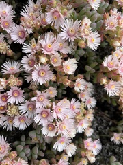Oscularia lunata, photograph (c) Ren Hoekstra, some rights reserved (CC BY)