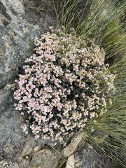 Oscularia lunata, photograph (c) Ren Hoekstra, some rights reserved (CC BY)