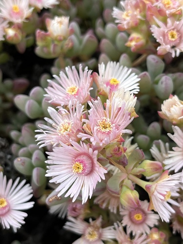 Oscularia lunata, photograph 3