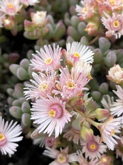 Oscularia lunata, photograph (c) Ren Hoekstra, some rights reserved (CC BY)