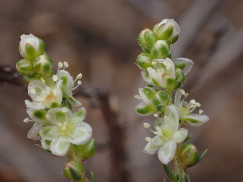 Gif Stackleaf (Psammotropha spicata)