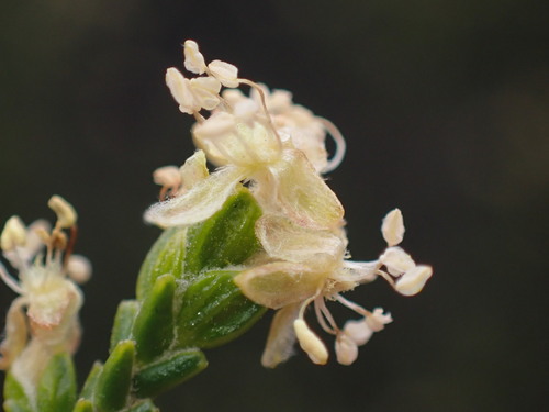 Sand Gonna (Passerina truncata)