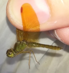 Perithemis tenera