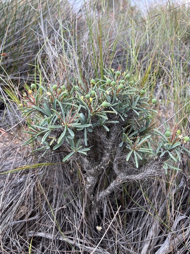 Euphorbia loricata, photograph 5