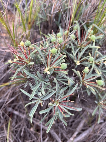 Euphorbia loricata, photograph 6