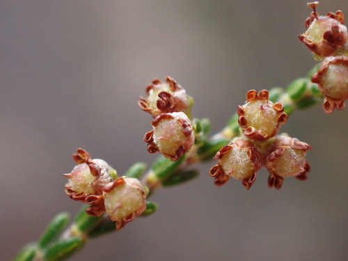 Rigid Heath (Erica rigidula)