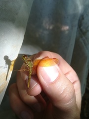 Perithemis tenera