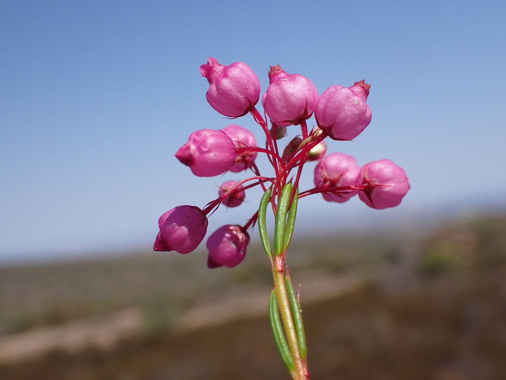 Erica aristifolia