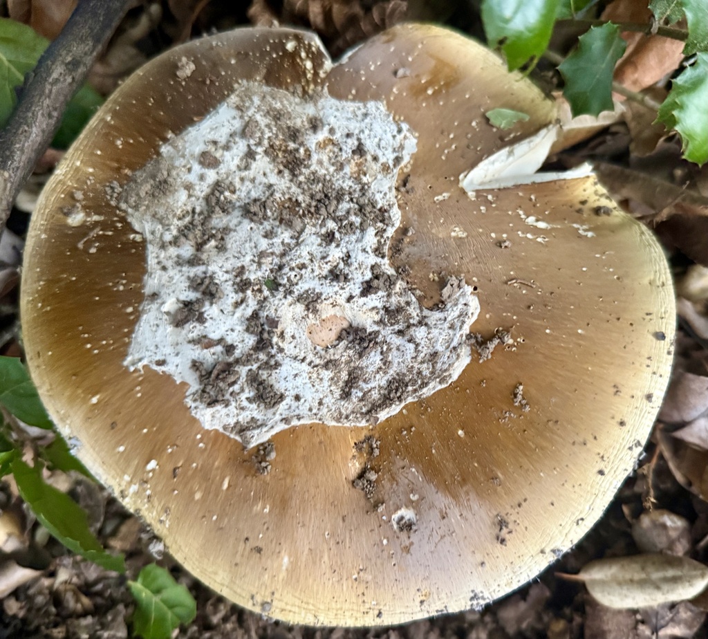 Amanita calyptroderma · November 2025 · photo: © hllrnnr (iNaturalist, cc0)