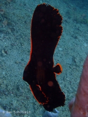 Platax pinnatus