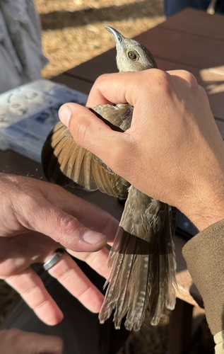 Black-billed Cuckoo observed by m107791