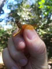 Perithemis tenera