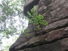 Adiantum atroviride