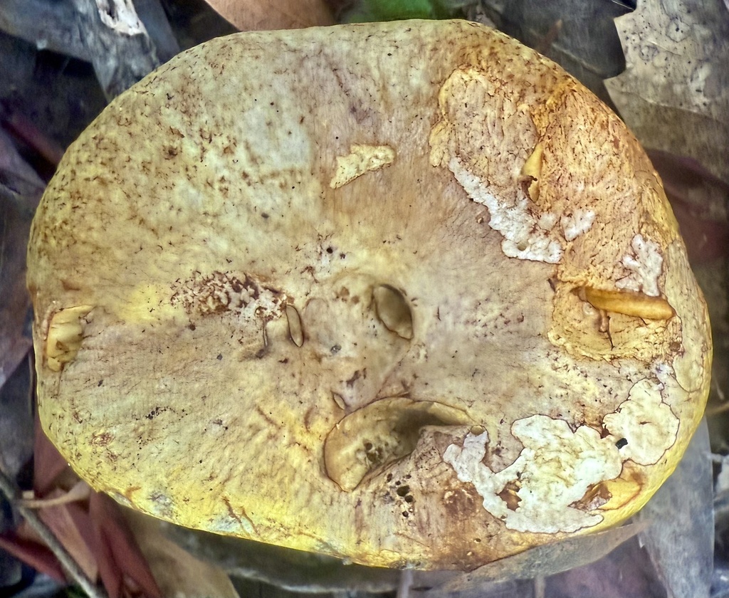 Suillus caerulescens · November 2025 · photo: © hllrnnr (iNaturalist, cc0)