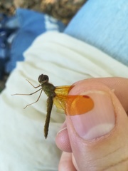 Perithemis tenera