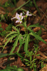 Cut-leaved Toothwort - Photo (c) Judy Gallagher, some rights reserved (CC BY-SA), uploaded by Judy Gallagher