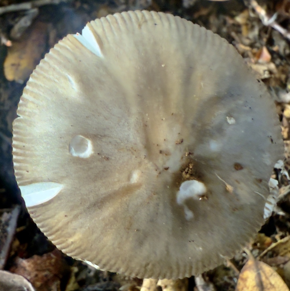 Amanita constricta · November 2025 · photo: © hllrnnr (iNaturalist, cc0)