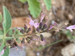 Syncolostemon canescens