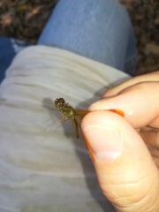 Perithemis tenera