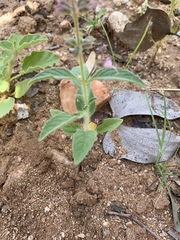 Syncolostemon canescens