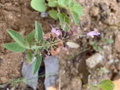 Syncolostemon canescens