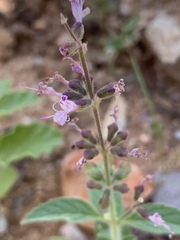 Syncolostemon canescens