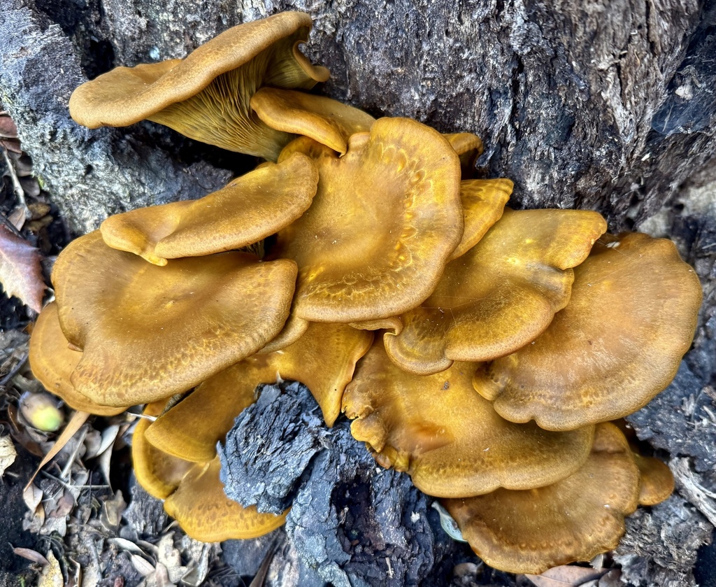 Omphalotus olivascens · November 2025 · photo: © hllrnnr (iNaturalist, cc0)