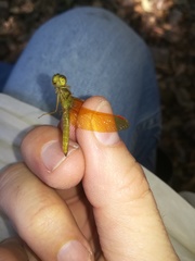 Perithemis tenera