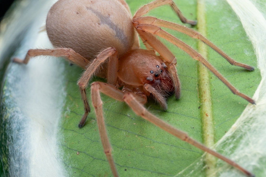 Eutichurus ravidus