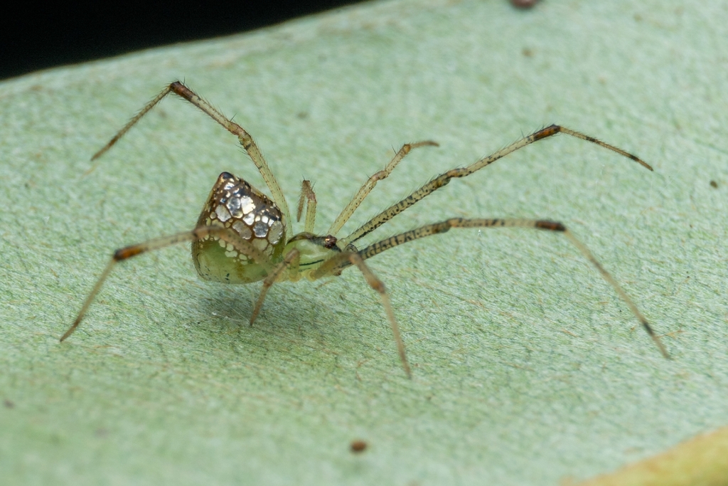 Thwaitesia bracteata