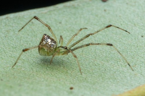 Thwaitesia bracteata