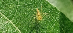 Oxyopes lineatipes