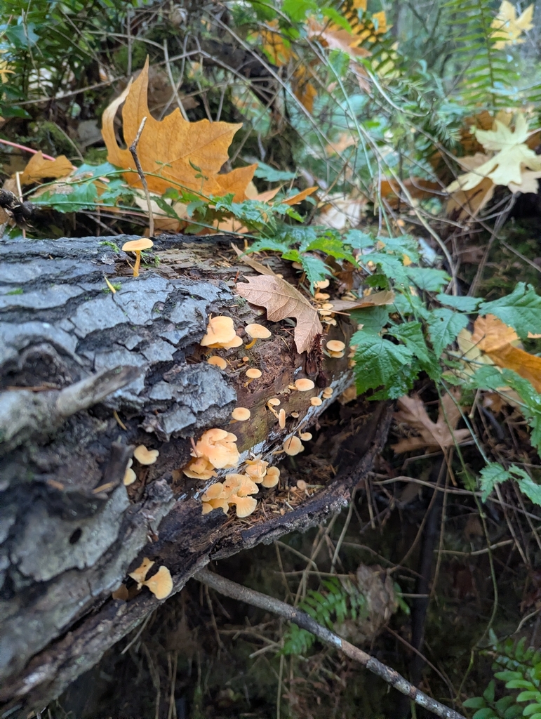 Chrysomphalina aurantiaca · November 2025 · photo: © biotic_factor (iNaturalist, cc-by)