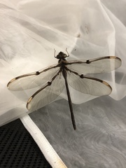 Telephlebia godeffroyi