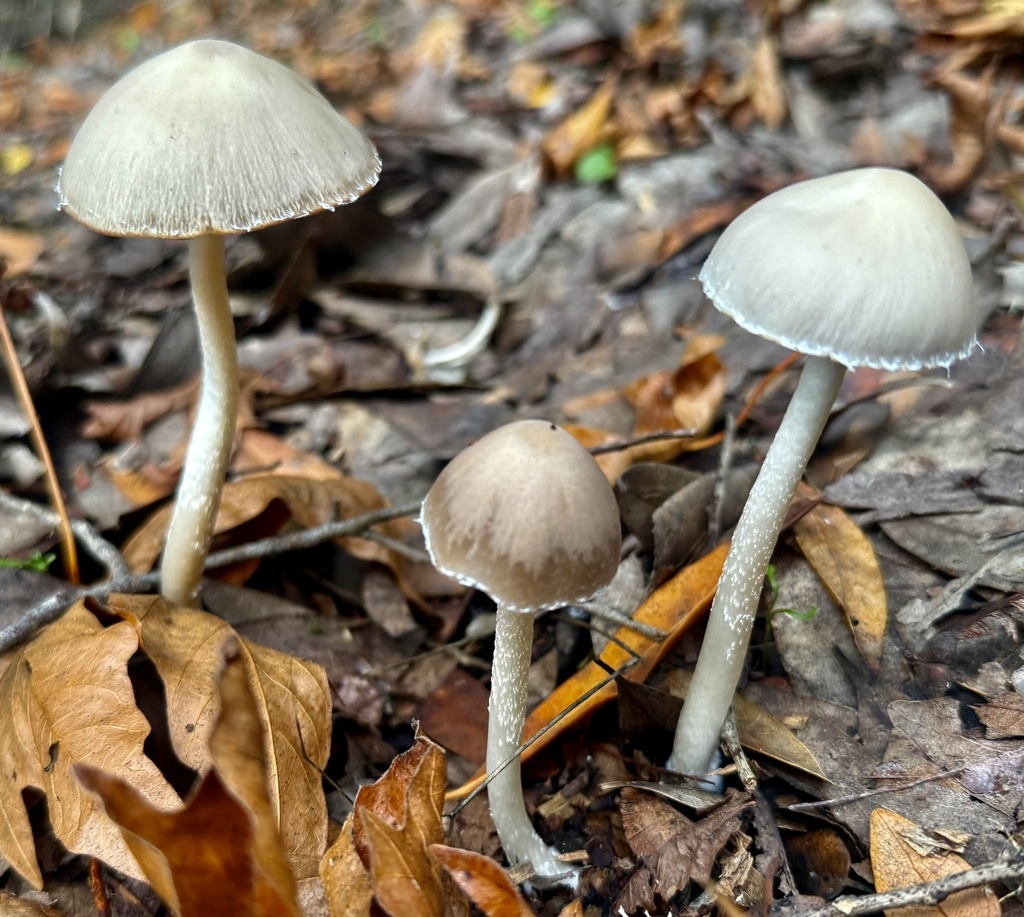 Psathyrella longipes · November 2025 · photo: © hllrnnr (iNaturalist, cc0)