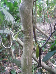 Amphitecna tuxtlensis