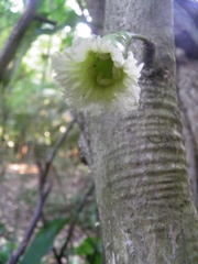 Amphitecna tuxtlensis