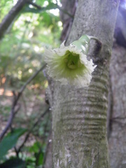 Amphitecna tuxtlensis