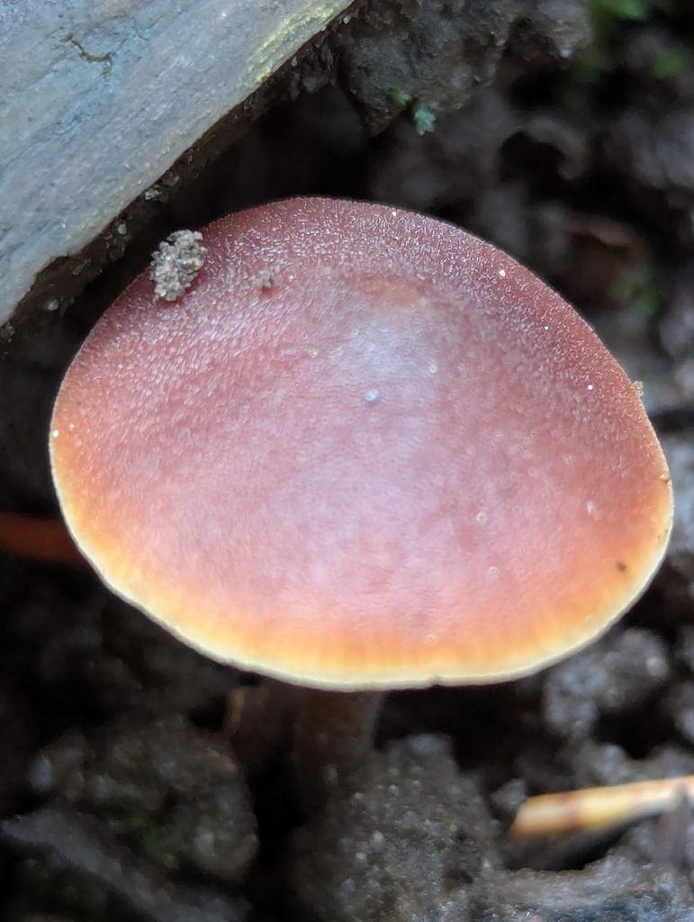 Macrocystidia cucumis · November 2025 · photo: © biotic_factor (iNaturalist, cc-by)