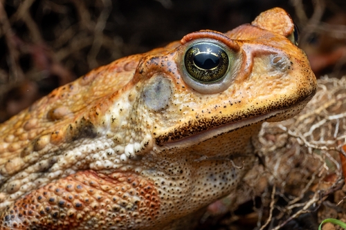 Rufous Toad, Rhinella rubescens