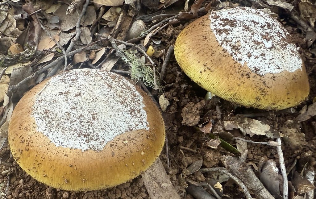 Amanita calyptroderma · November 2025 · photo: © hllrnnr (iNaturalist, cc0)
