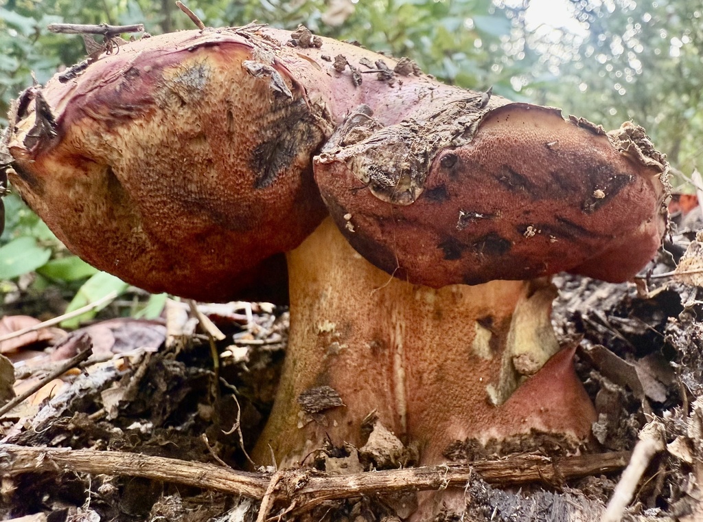 Rubroboletus eastwoodiae · November 2025 · photo: © hllrnnr (iNaturalist, cc0)