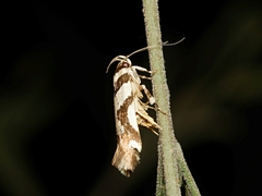 Macrobathra desmotoma
