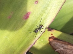 Polyrhachis