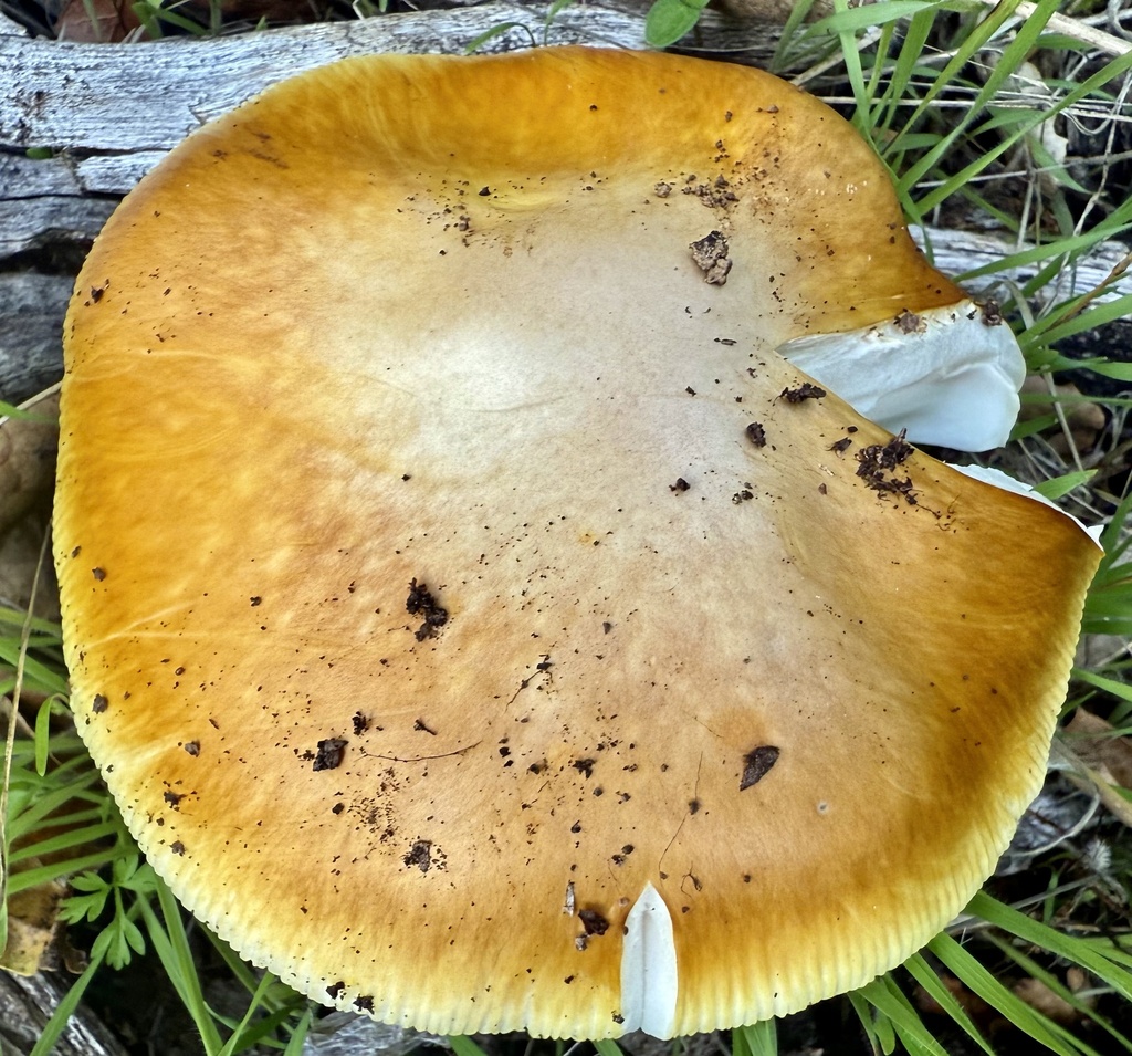 Amanita calyptroderma · November 2025 · photo: © hllrnnr (iNaturalist, cc0)
