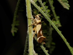 Macrobathra chrysotoxa