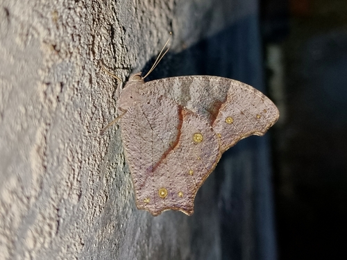 Common Evening Brown